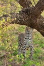 Leopard scent marking Royalty Free Stock Photo