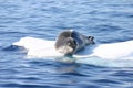 Leopard seal Royalty Free Stock Photo