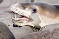 Leopard Seal