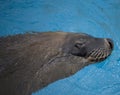 Leopard Seal