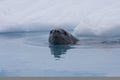 Leopard Seal, Antarctica Royalty Free Stock Photo