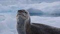 Leopard seal in Antarctica Royalty Free Stock Photo