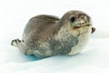 Leopard seal in Antartcia