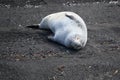 Leopard Seal Basking on Black Volcanic Lava Sand, Deception Island,  Antarctica Royalty Free Stock Photo