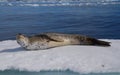 Leopard Seal