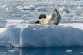 Leopard Seal basking on Ice Floe in Paradise Bay, Antarctica