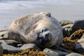 Weddel seal on beach in Antarctica Royalty Free Stock Photo