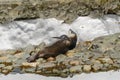 Crabeater seal on beach with snow in Antarctica Royalty Free Stock Photo