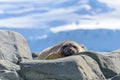 Crabeater seal on beach with snow in Antarctica Royalty Free Stock Photo