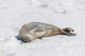 Leopard seal on beach with snow in Antarctica Royalty Free Stock Photo