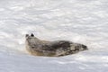 Leopard seal on beach with snow in Antarctica Royalty Free Stock Photo