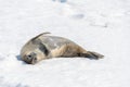 Leopard seal on beach with snow in Antarctica Royalty Free Stock Photo