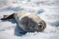 Leopard seal on beach with snow in Antarctica Royalty Free Stock Photo