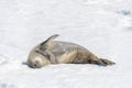 Crabeater seal on beach with snow in Antarctica Royalty Free Stock Photo