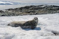 Crabeater seal on beach with snow in Antarctica Royalty Free Stock Photo