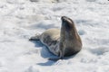 Crabeater seal on beach with snow in Antarctica Royalty Free Stock Photo