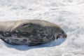 Weddel seal on beach with snow in Antarctica