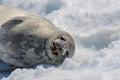 Weddel seal on beach with snow in Antarctica