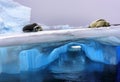Leopard seal and Crabeater Seal on Blue Antarctic Ice, Antarctica