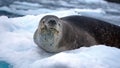 Leopard seal on an iceberg Royalty Free Stock Photo