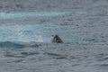 Leopard Seal,Hydrurga leptonyx Royalty Free Stock Photo