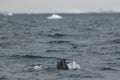 Leopard Seal,Hydrurga leptonyx Royalty Free Stock Photo