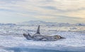 Leopard seal (Hydrurga leptonyx) on an ice floe in Antarctica\'s Cierva Cove Royalty Free Stock Photo