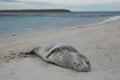 Leopard Seal [Hydrurga leptonyx] Royalty Free Stock Photo