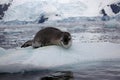 Leopard seal on ice floe, Antarctica Royalty Free Stock Photo