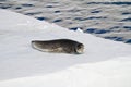 A Leopard Seal On An Ice Floe Royalty Free Stock Photo