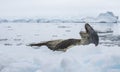 Leopard Seal on Ice Floe Royalty Free Stock Photo