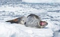 Leopard Seal on Ice Floe Royalty Free Stock Photo