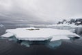 Leopard Seal on Ice Floe Royalty Free Stock Photo