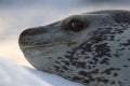 Leopard Seal on Ice Floe Royalty Free Stock Photo