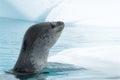 Leopard Seal on Ice Floe Royalty Free Stock Photo