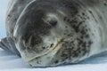 Leopard Seal on Ice Floe Royalty Free Stock Photo