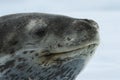 Leopard Seal on Ice Floe Royalty Free Stock Photo