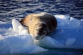 Leopard Seal on an Iceberg, Antarctica Royalty Free Stock Photo