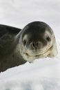 Leopard seal on an iceberg in Antarctica Royalty Free Stock Photo