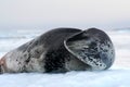 Leopard seal in an iceberg in Antarctica Royalty Free Stock Photo