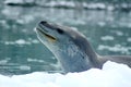 Leopard seal on an iceberg Royalty Free Stock Photo