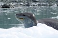 Leopard seal on an iceberg Royalty Free Stock Photo