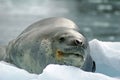 Leopard seal on an iceberg Royalty Free Stock Photo