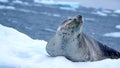 Leopard seal on an iceberg Royalty Free Stock Photo