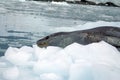 Leopard seal on an iceberg Royalty Free Stock Photo