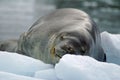 Leopard seal on an iceberg Royalty Free Stock Photo