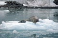 Leopard seal on an iceberg Royalty Free Stock Photo