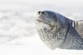 Leopard Seal on icerberg, Antarctica Royalty Free Stock Photo