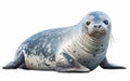 Leopard Seal isolated on transparent background. Royalty Free Stock Photo
