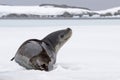 Leopard seal looking up Royalty Free Stock Photo